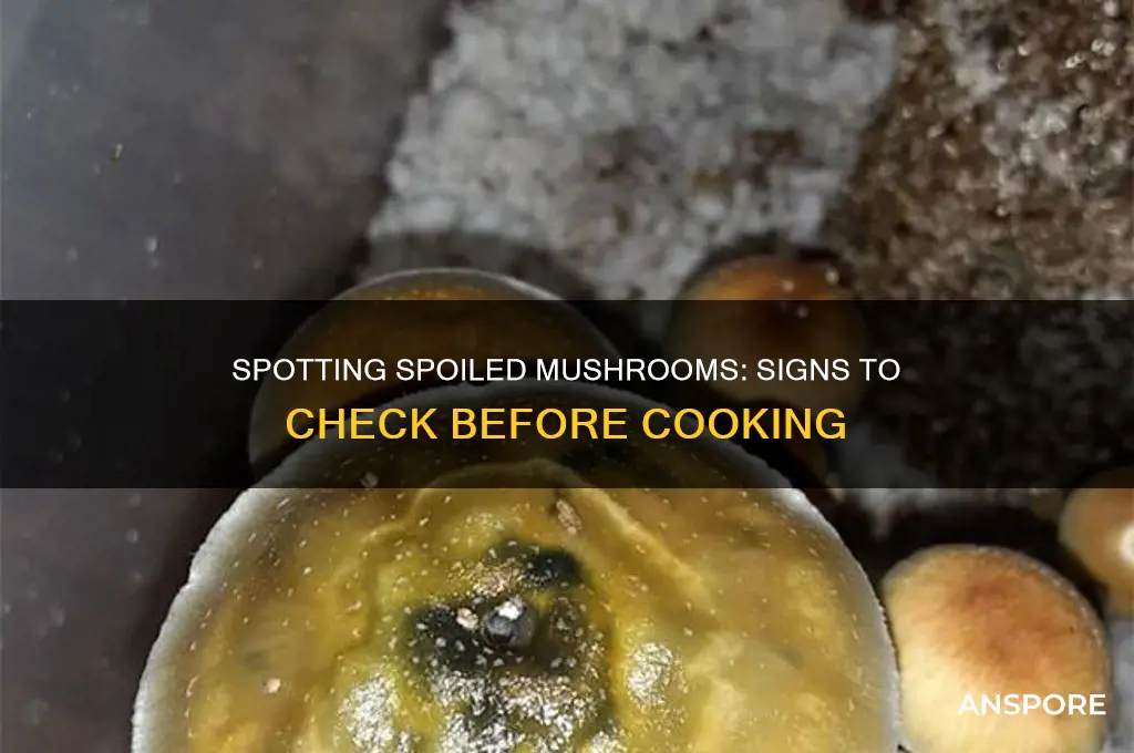 how to tell if a mushroom is off