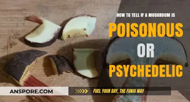 Identifying Mushrooms: Poisonous vs. Psychedelic – A Comprehensive Guide