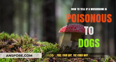 Identifying Poisonous Mushrooms for Dogs: A Crucial Guide for Pet Owners
