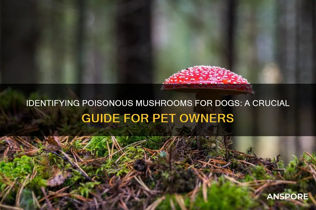 how to tell if a mushroom is poisonous to dogs