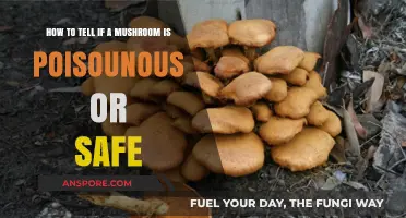 Identifying Safe vs. Poisonous Mushrooms: Essential Tips for Foragers