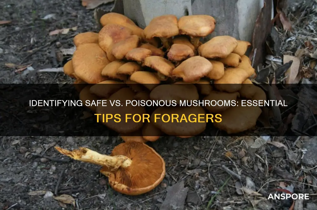 how to tell if a mushroom is poisounous or safe