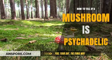 Identifying Psychedelic Mushrooms: A Beginner's Guide to Safe Foraging