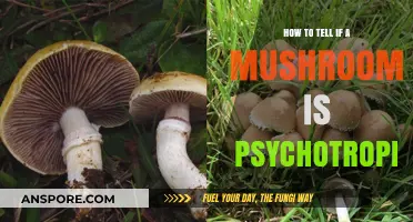 Identifying Psychotropic Mushrooms: Key Signs and Safety Tips
