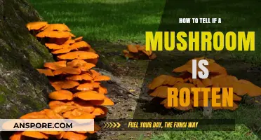 Identifying Rotten Mushrooms: Key Signs and Safety Tips for Freshness