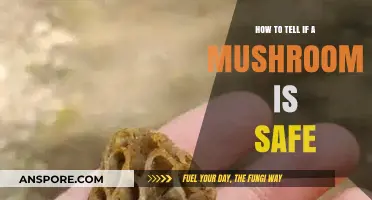 Identifying Safe Mushrooms: A Beginner's Guide to Foraging Confidently