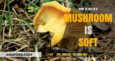 Identifying Soft Mushrooms: A Beginner's Guide to Texture and Freshness