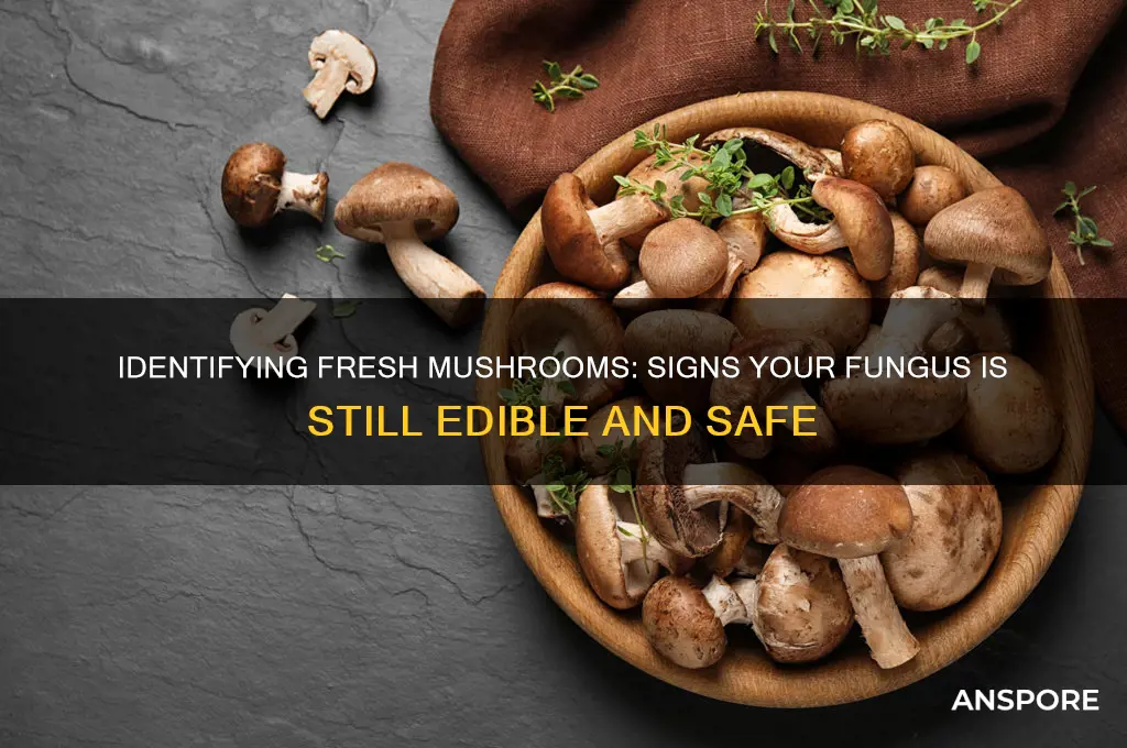 how to tell if a mushroom is still good