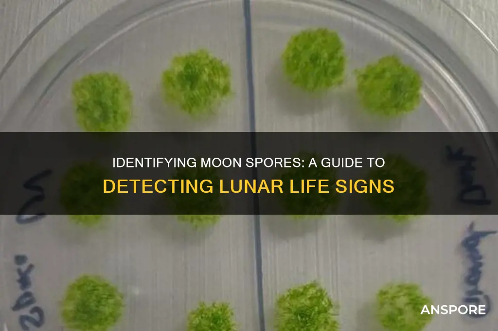 how to tell if a planet has a moon spore
