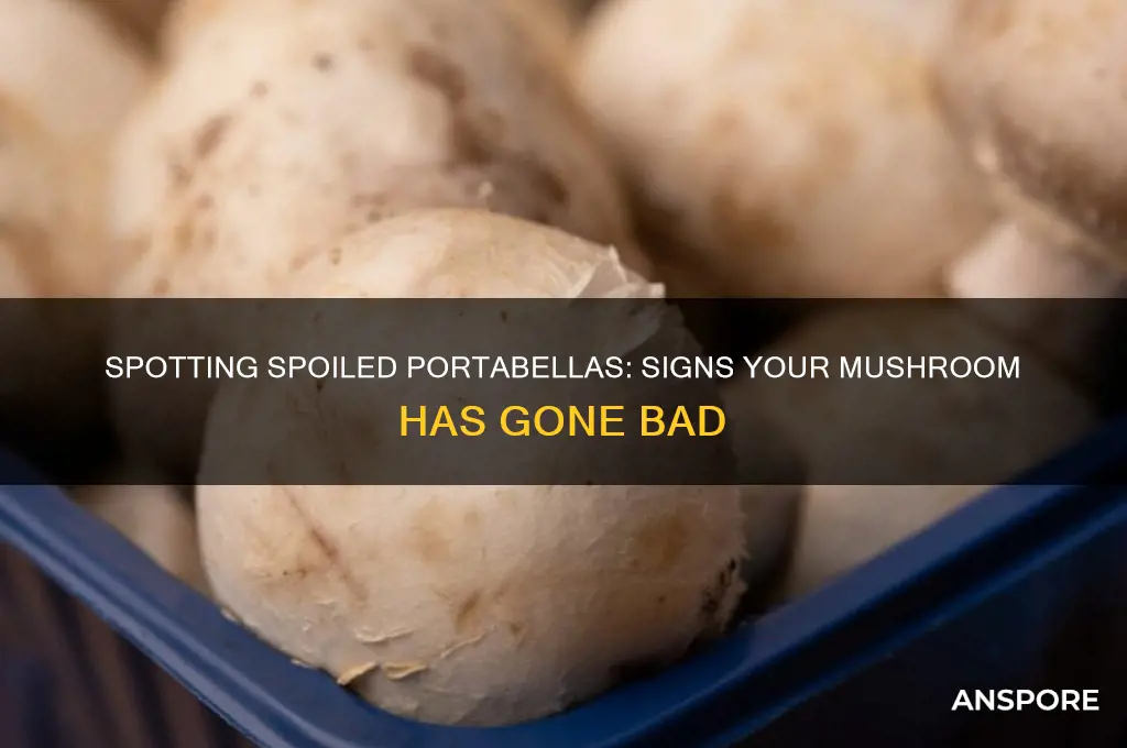 how to tell if a portabella mushroom is bad