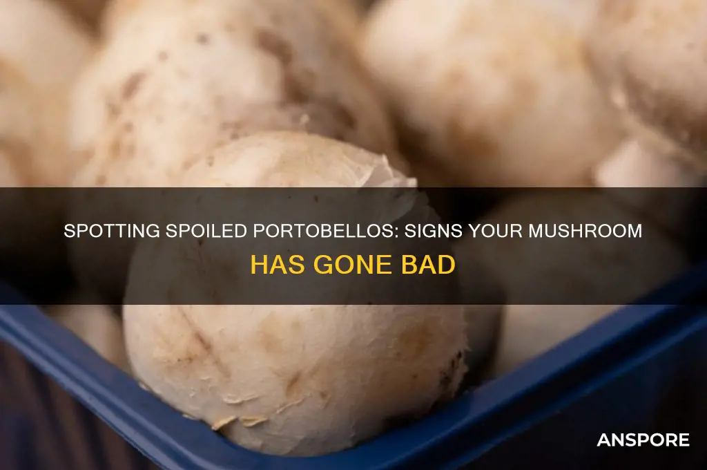 how to tell if a portobello mushroom is bad