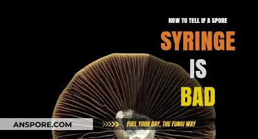 Identifying Bad Spore Syringes: Key Signs and Prevention Tips