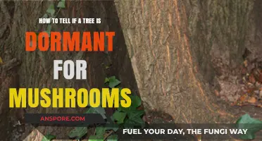 Identifying Dormant Trees for Mushroom Cultivation: A Comprehensive Guide
