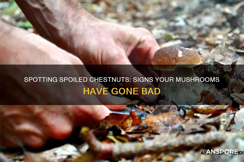 how to tell if chestnut mushrooms are bad