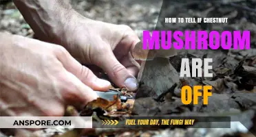 Spotting Spoiled Chestnuts: Signs Your Mushrooms Have Gone Bad