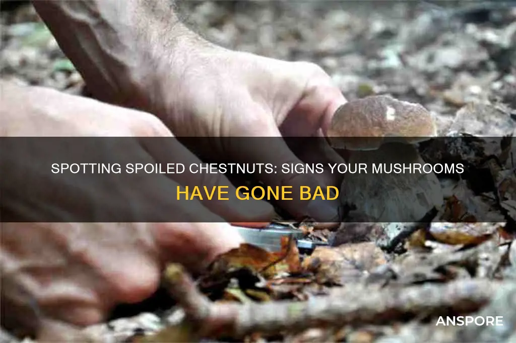 how to tell if chestnut mushrooms are off