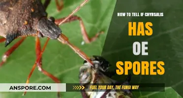 Identifying OE Spores on Chrysalis: A Step-by-Step Guide