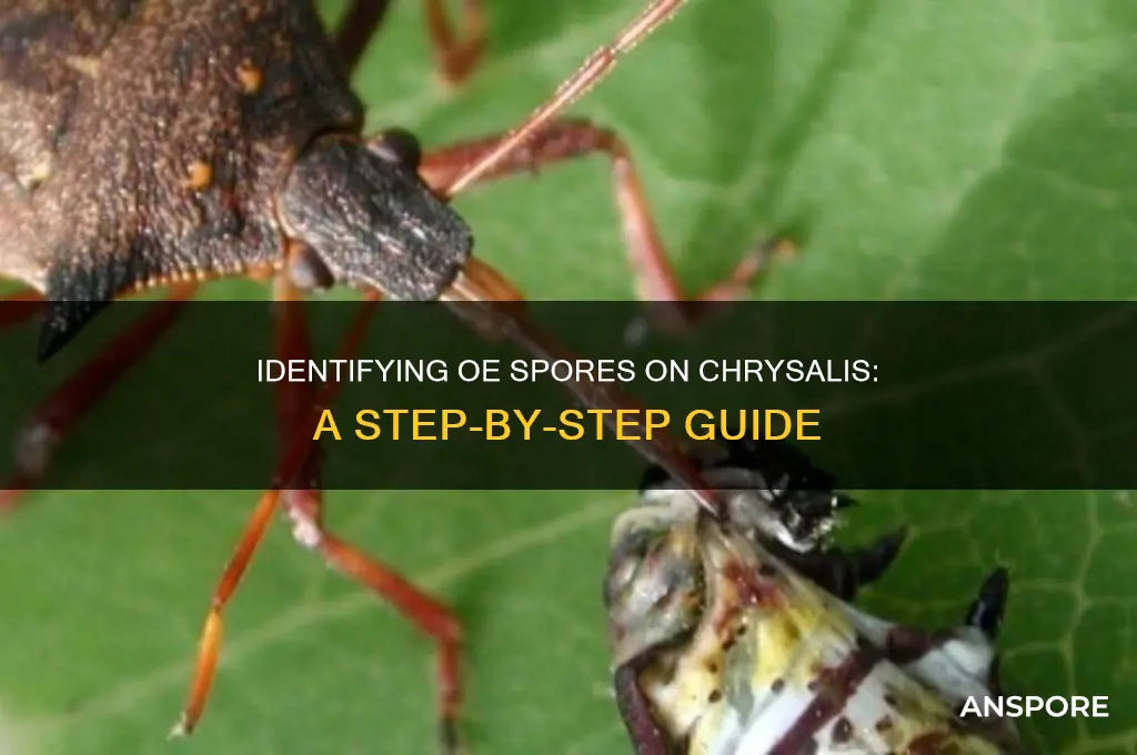 how to tell if chyrsalis has oe spores