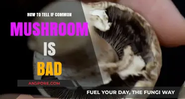Spotting Spoiled Mushrooms: Signs Your Common Mushroom Has Gone Bad