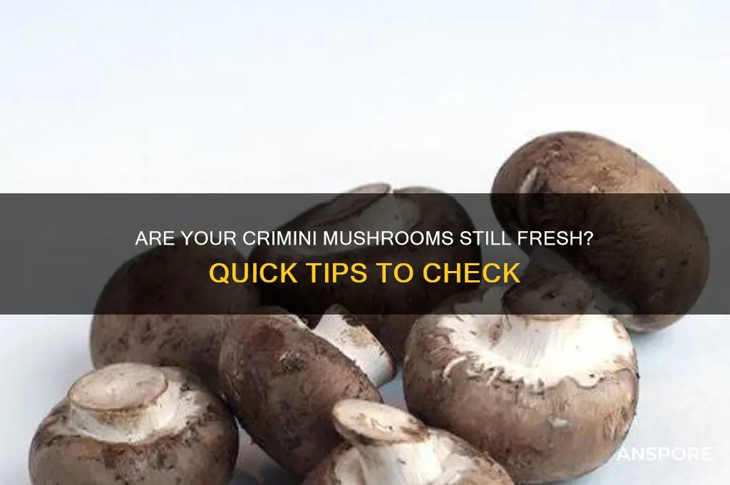 how to tell if crimini mushrooms are still good