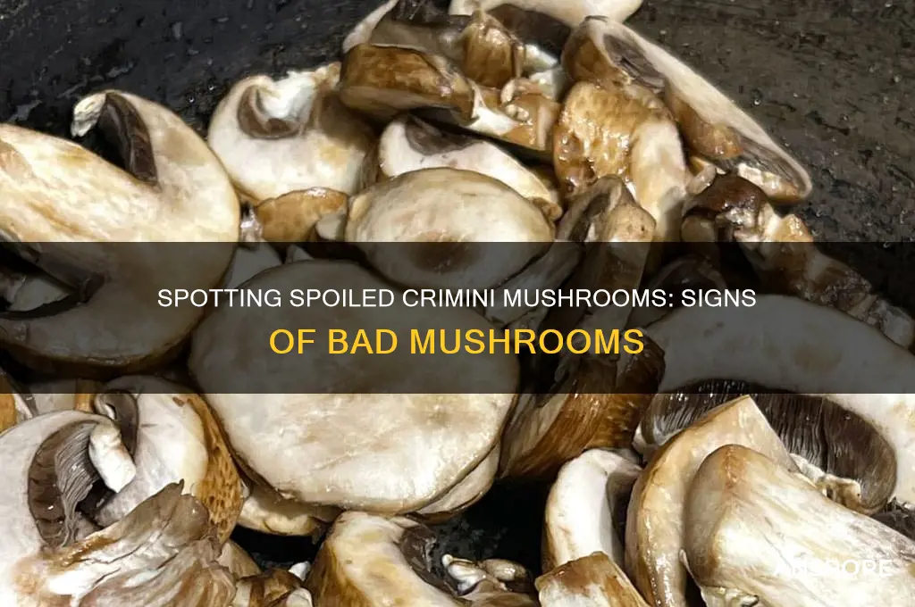 how to tell if crimini mushrooms have gone bad