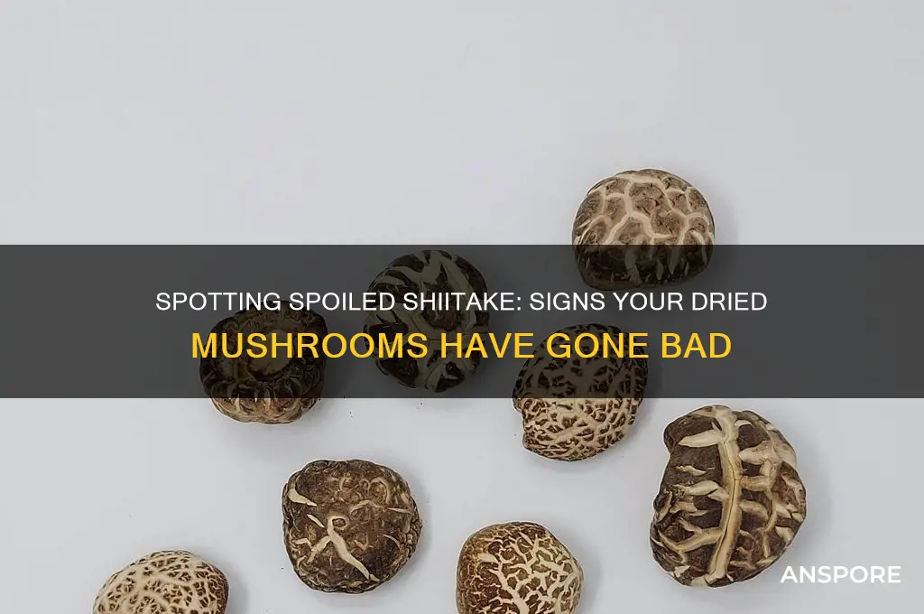 how to tell if dried shiitake mushrooms are bad