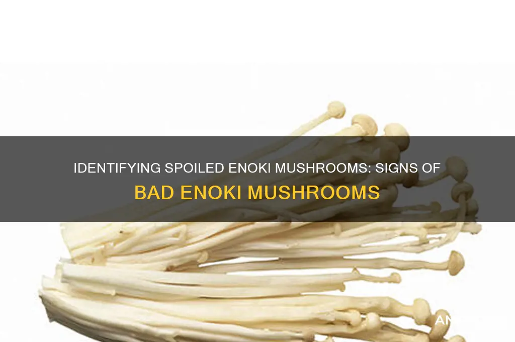 how to tell if enoki mushrooms have gone bad