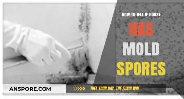 Detecting Mold Spores: Signs Your House Might Be Affected