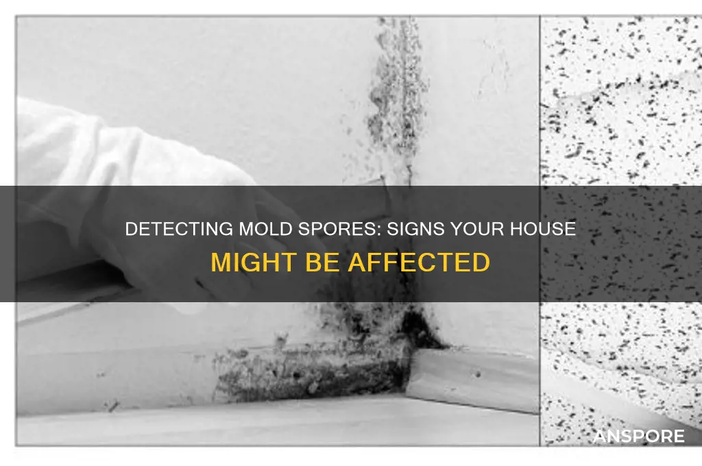 how to tell if house has mold spores