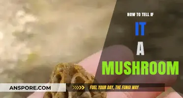 Identifying Mushrooms: Key Features to Spot Edible vs. Toxic Fungi