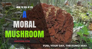 Identifying Safe and Moral Mushrooms: A Beginner's Guide to Foraging