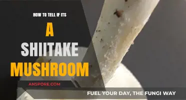 Identifying Shiitake Mushrooms: Key Features and Tips for Accurate Recognition