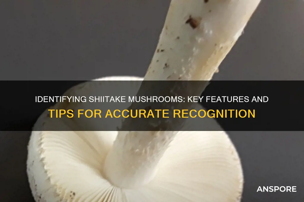 how to tell if its a shiitake mushroom
