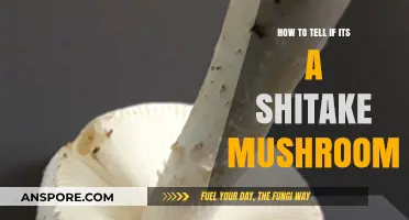 Identifying Shiitake Mushrooms: A Beginner's Guide to Spotting the Real Deal