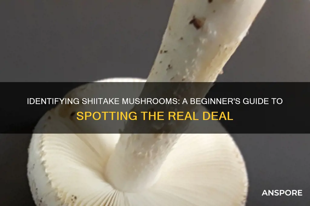 how to tell if its a shitake mushroom