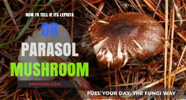 Lepiotas vs. Parasols: Key Identification Tips for Mushroom Foragers
