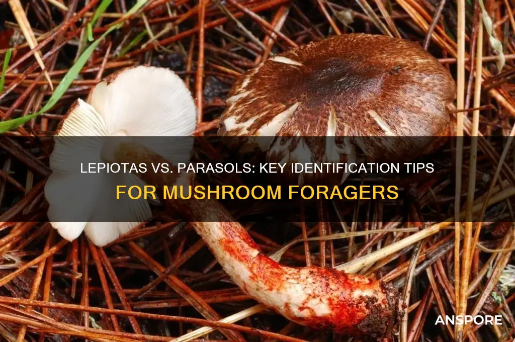 how to tell if its lepiota or parasol mushroom