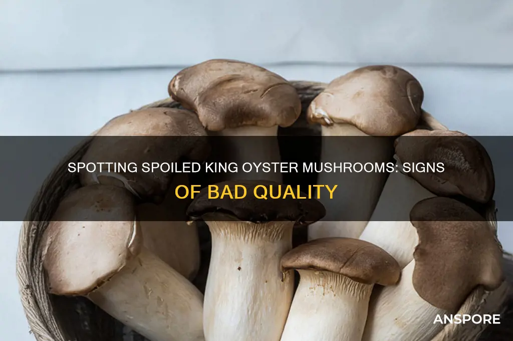 how to tell if king oyster mushrooms are bad