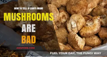 Identifying Spoiled Lion's Mane Mushrooms: Signs and Tips to Check