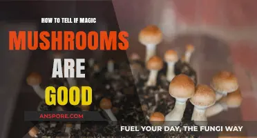 Identifying Quality Magic Mushrooms: A Guide to Spotting the Best