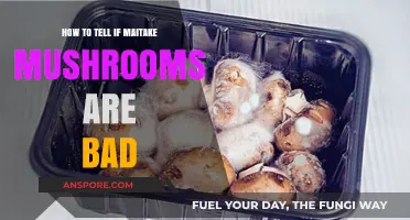 Identifying Spoiled Maitake Mushrooms: Signs of Bad Quality and Freshness