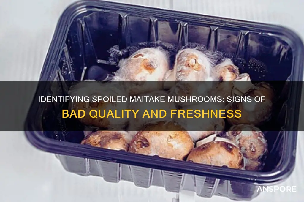 how to tell if maitake mushrooms are bad