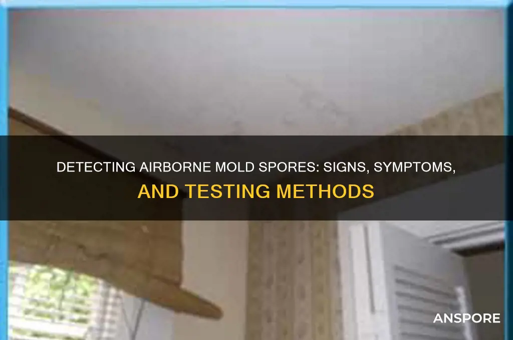 how to tell if mold spores are in the air