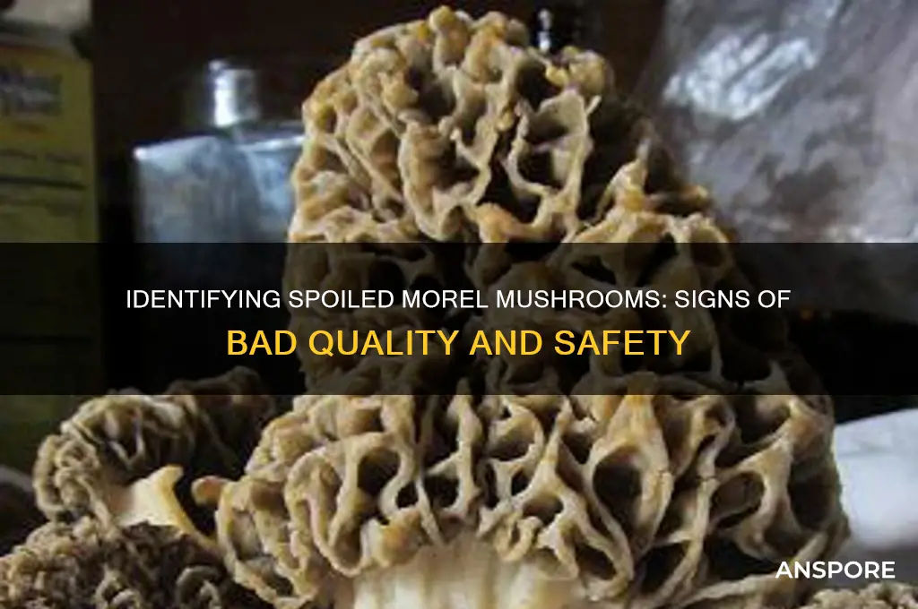 how to tell if morel mushrooms are bad