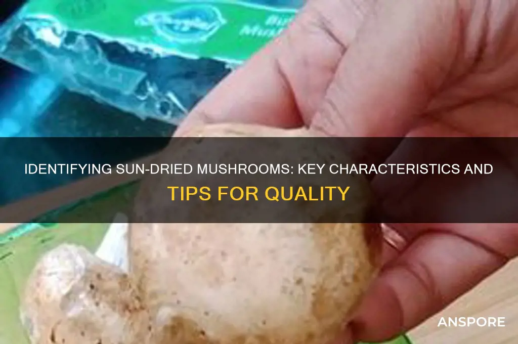 how to tell if mushroom are sun dried