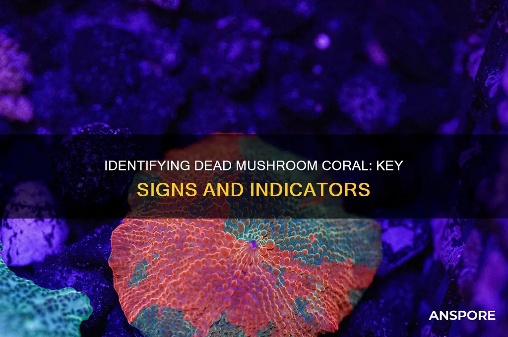 how to tell if mushroom coral is dead