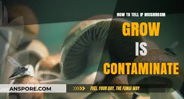 Spotting Contaminated Mushroom Grow: Key Signs and Prevention Tips