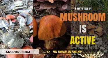 Identifying Active Mushrooms: Key Signs and Safety Tips for Foragers