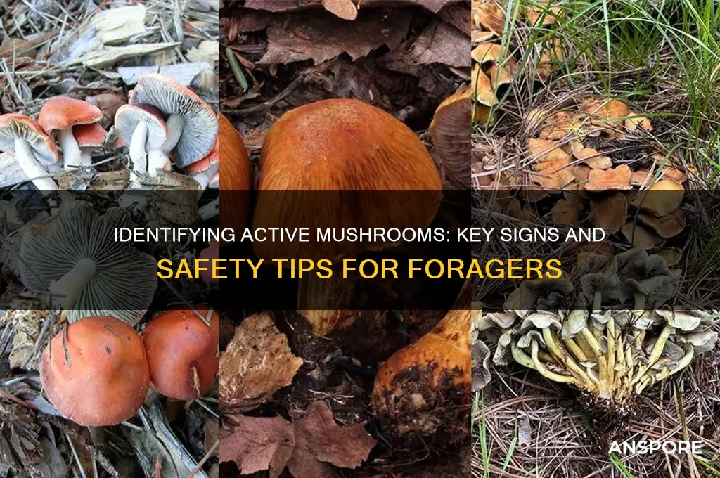 how to tell if mushroom is active