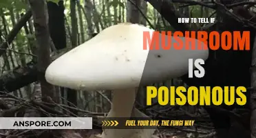Identifying Poisonous Mushrooms: Essential Tips for Safe Foraging and Consumption